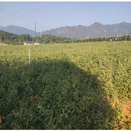 Thousands of Jin Jin is equal to 0.5 kg. Pulled seeds small leaf red skin Chinese herbal medicine Diao Ma Zhuang seeds Chinese herbal wild one-root seedlings drilled into the ground wind saplings. Thousands of Jin Jin is equal to 0.5 kg. Pulled seeds 0.1 Jin Jin is equal to 0.5 kg. Does not include pots.