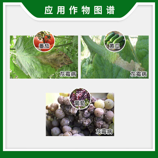 Sumitomo Sumico Japan Sumitomo 43% procymidone cucumber grape tomato tomato gray mold pesticide fungicide 100g