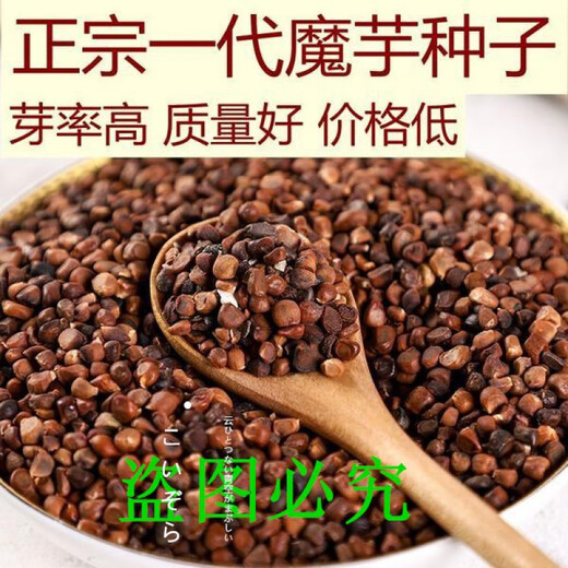 Authentic Yunnan konjac seeds, high-yielding generation of konjac seeds, planted in all seasons, dehydrated and sterilized flower konjac seeds, white konjac half Jin Jin equal to 0.5 kg