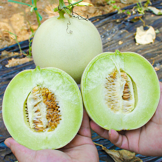Anselmi jade mushroom ice cream melon seed seedlings Hainan honeydew melon summer and autumn Xinyugu melon seeds 30 capsules