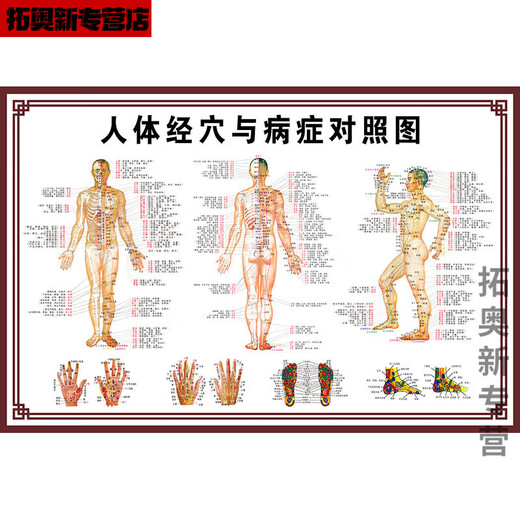 Miaopule human body acupoints high-definition illustrations complete traditional Chinese medicine health care human body meridian acupoints chart large wall chart whole body high-definition acupuncture points 017 human muscle and bone diagram pp glue can be peeled off and can be pasted 50x70 cm = 28 inches