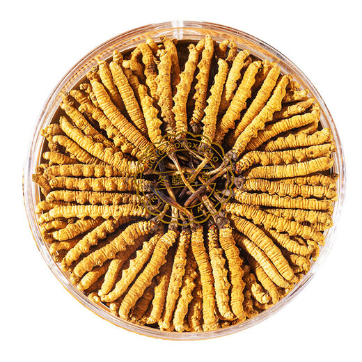 [Tibet Straight Hair] Nagqu First Stubble Cordyceps Authentic High-altitude Dried Cordyceps Gift Boxes First Choice Selected Extra Large Grass 4 Roots/G 100 Roots