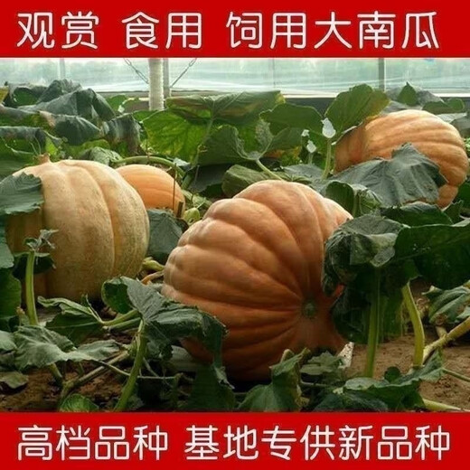 Giant pumpkin extra large pumpkin seeds sweet flour glutinous thick meat field vegetable garden spring and autumn vegetable seeds giant millstone large pumpkin seeds pink and glutinous new varieties about 50 pieces 5 packs easy to grow