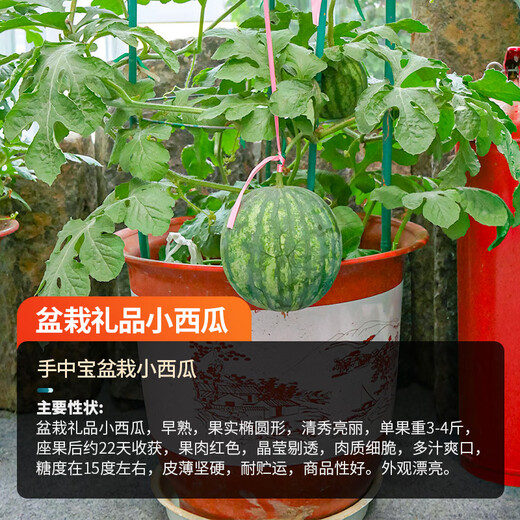 Farmer's Son Rock Sugar Kirin Watermelon Seed 8424 Seedlings Watermelon Seeds Southern Seeds Fruit Hanging Melon Home Planting Hand Treasure Potted Small Watermelon Seeds 20 capsules