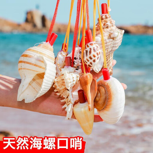 Aseblarm [4] Natural conch horn can blow trumpet Children's toys Conch shell crafts shell whistle Conch horn (4 random models) 5-10 cm