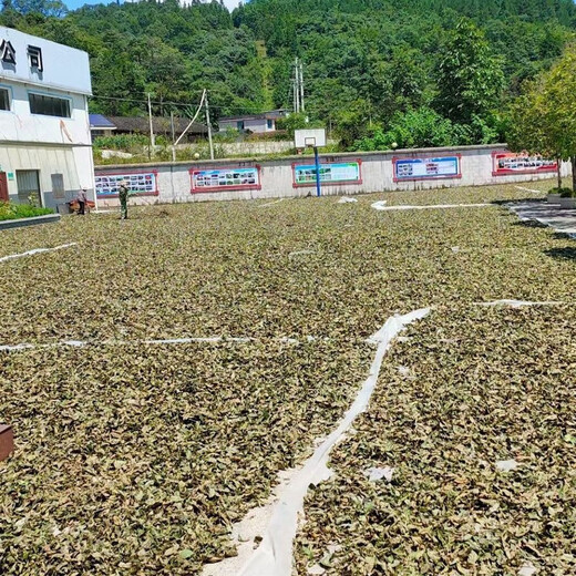 精选正宗古树青钱柳叶老树金钱柳原叶老叶泡茶青钱柳茶无糖中草药 青钱柳叶100克