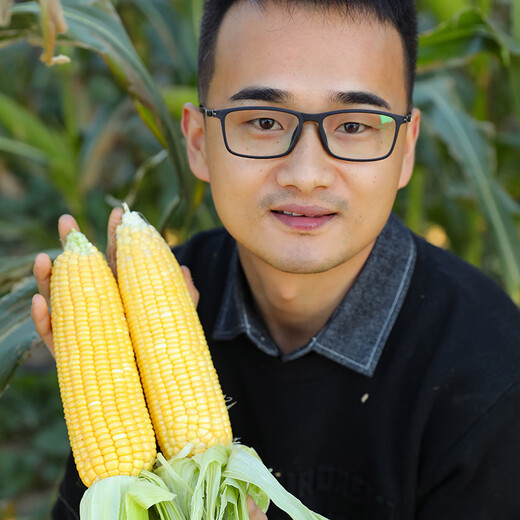 寿禾 超甜水果玉米种子大全紫糯黑甜糯可生食粘甜种孑秋季寿光蔬菜 苏科甜1506玉米种子40g+50g肥