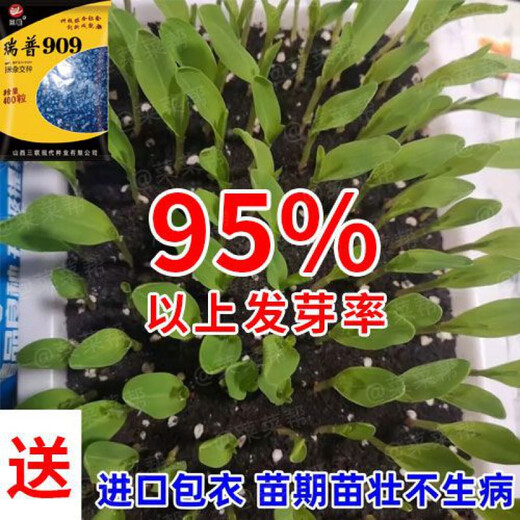 Nationally approved Rip 909 red shaft big cob corn seed, high yield, short stem, lodging resistance, disease resistance, drought resistance, wholesale corn, 4400 grains per acre, Song high yield seed dressing, improved version Rip 909 guaranteed