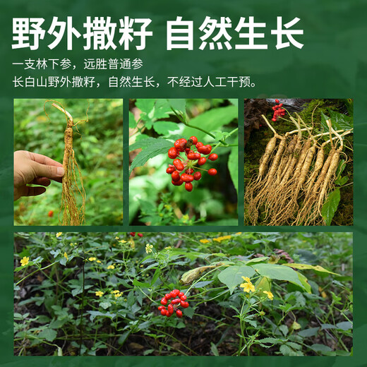 Frischer Ginseng, Changbai Mountain, Nordostchina, frischer Ginseng mit Erde, Rensan -Suppe, in Wasser getränkt und in Wein getränkt. Fresh Ginseng 100G (2-4 Packungen)
