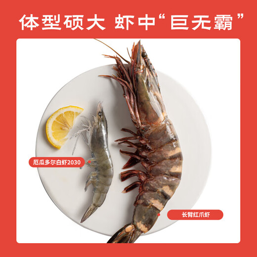 4 prawns with long red claws, net weight 1.2 Jin, equal to 0.5 kg, prawn New Year gift box + 1 Jin, equal to 0.5 kg, Yanhao cooked frozen Arctic sweet shrimps