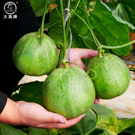 Dayu Emerald Melon Seed Collection Super Sweet Early Ripening Thin Skin Authentic Old Variety Emerald Melon Seeds 50 capsules