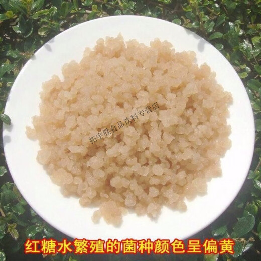 可钦水开菲尔太阳菌红糖菌Water Kefir Grains Tibicos 水克菲尔菌种 单菌种20克无工具