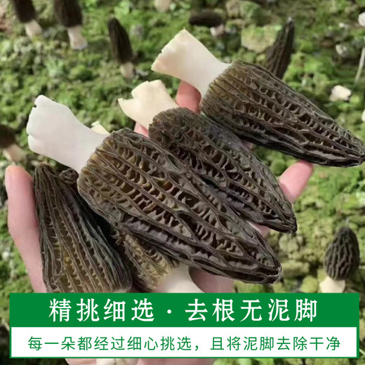 Chu Shi Yanxuan Fresh Morel Fresh Mushrooms Yunnan Specialty Mountain Delicita de estacionales Fresos frescos Fungus Caja de regalo Moreles de vegetales Fresh Morels 880 g (caja de regalo asequible)