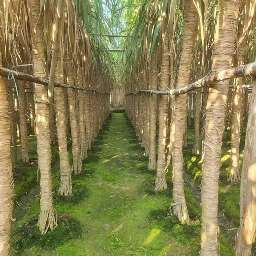 Asarum Guangxi Muge White Jade Sugar Cane Seeds Authentic Glass Crisp Seedlings Straight Hair From the Origin and Shipped with Buds 5 Roots