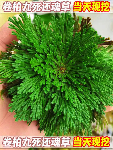 Shantou Lincun Selaginella nine-dead resurrection grass desktop flowers and plants bonsai potted rockery combination absorbent stone calamus orchid. The whole nest of about 3 to 5 heads is dug on the same day. Tray not included