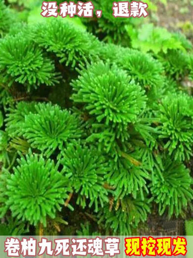 Shantou Lincun Selaginella nine-dead resurrection grass desktop flowers and plants bonsai potted rockery combination absorbent stone calamus orchid. The whole nest of about 3 to 5 heads is dug on the same day. Tray not included