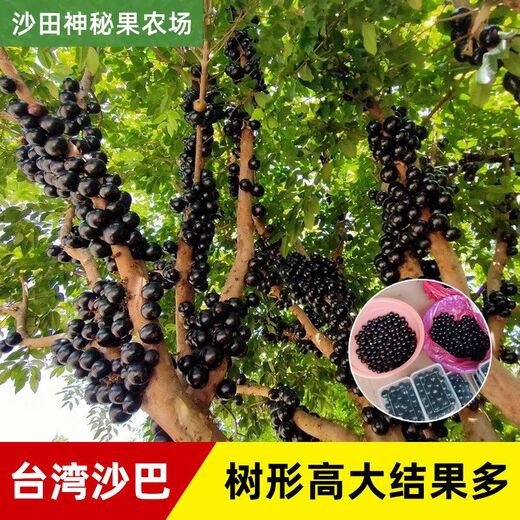 Jiabao Fruit Seedlings Sabah Jiabao Fruit Seedlings Grape Fruit Seedlings with Soil and Leaves Dongguan 13-year-old store 7-year-old tree Sabah 6173 141cm (inclusive)-170cm (inclusive)