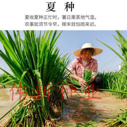Authentic and delicious rice seeds that can be planted, upland rice seeds, upland rice fragrant rice, upland rice seeds, glutinous rice seeds, national approved direct-seeded upland rice seeds, dry land large fields, bulk name, simple packaging, semi-Jin Jin, equal to 0.5 kilograms, 250 grams