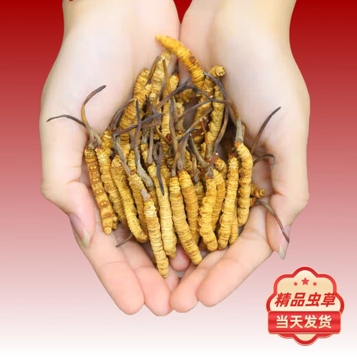 Аутентичные Cordyceps Sinensis Первый период выбрали питательные сухие товары Два грамма подарочных коробки для подарков и питательных тоников Cordyceps, подлинные Cordyceps sinensis в тибетских районах, 50 грамм