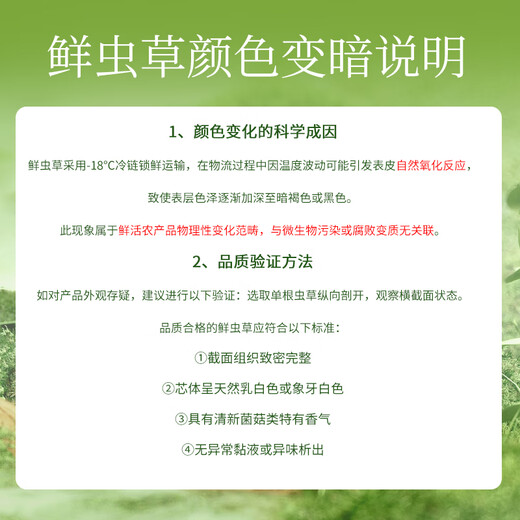 
30 fresh Cordyceps sinensis in Fudonghai (freshly harvested and air freighted by cold chain) about 0.6-0.8 grams to keep fresh throughout the process