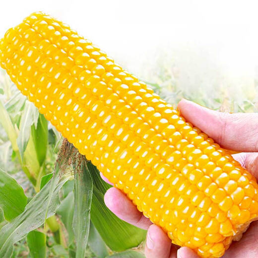 Jingxiansheng Northeastern Yellow Corn 260g*10 Cobs Vacuum Packaging Sticky Corn Sticky Corn Straight from the Source