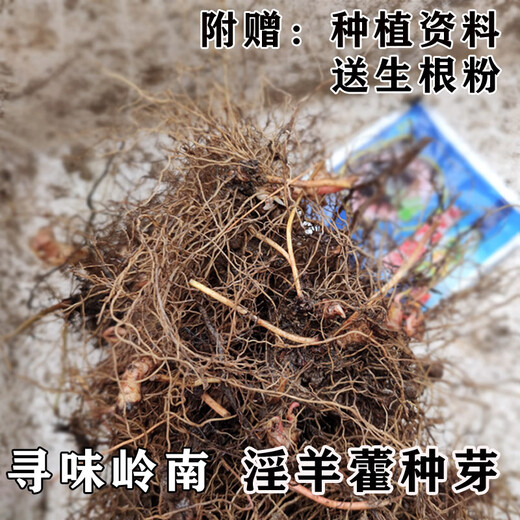 Qinling Epimedium Seeds Epimedium Seedlings Chinese Medicinal Seeds Fairy Spleen Three-branched Nine-leaf Grass 1Jin Jin is equal to 0.5kg rhizome with buds (more than 40 Song root powder) bare root without soil