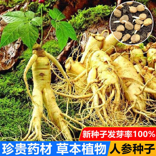 Changbai Mountain ginseng seeds, wild ginseng seeds, easy to grow Chinese medicinal materials in all seasons, easy to live indoor flower pots, ginseng seeds, shipped without buds, selected 1 small bag, about 20 capsules