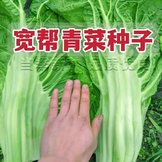 Sichuan Kuanbang green vegetable seeds, pickled pickles, sauerkraut, pickles, medium-ripe large-leaf autumn vegetable seeds, hot product impulse, Kuanbang green vegetable seeds, new this year, RNG9 original factory, 5 packs, about 5,000 grains