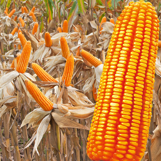 Beishu official authentic corn seeds produce tall and short big sticks, drought-resistant and lodging-resistant Zhengdan 958 nationally approved feed Sichuan hybrid Beishu selected Zhengdan 958 nationally approved corn seeds Total 2Jin Jin equals 0.5kg