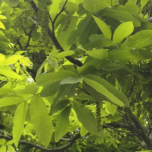 Enshi Qingqian Liu Tea 250g Selected Premium Sessile Selenium-Rich Qingqian Willow Tea High Mountain Qingqian Willow Tea Health Care Selected Grade 250g Gift Box