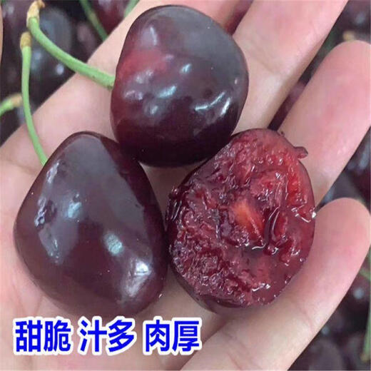 Cherry seeds cherry fruit seeds super sweet courtyard balcony potted cherry seeds cherries four seasons 30 cherries seeds