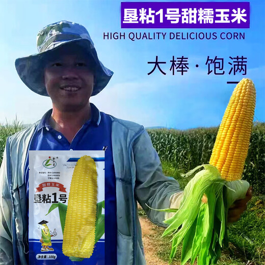 Kennian No. 1 waxy corn seeds, yellow waxy corn seeds, Northeastern farmers' sticky corn seeds, yellow sticky corn old varieties, Kennian No. 1 200g