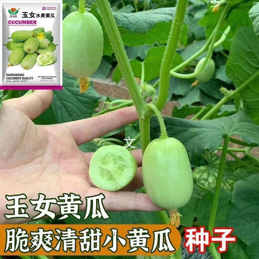 Jade Girl Fruit Cucumber Seeds Mini Small Cucumber Seeds Eat Raw Crisp and Sweet Without Residues for Spring and Autumn Planting Balcony Pot Seeds - Mouthful Juice Jade Girl Cucumber Seeds Pack of About 5 Original New Products - New Seeds 1 Bag (50 Tablets) Song Fertilizer