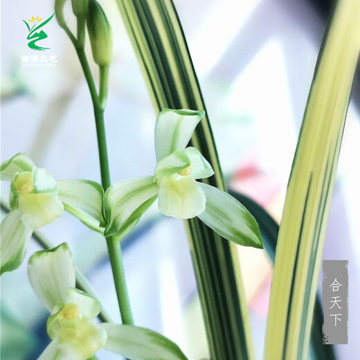 Wengyuan Orchid Jianlan Hetianxia Yehua Double Art Lotus-shaped Plain Heart Ceiling Advanced Xiangyi Precious Resource Grass Hetianxia 1 Seedling Large Strong Seedling Simple Pot Hair