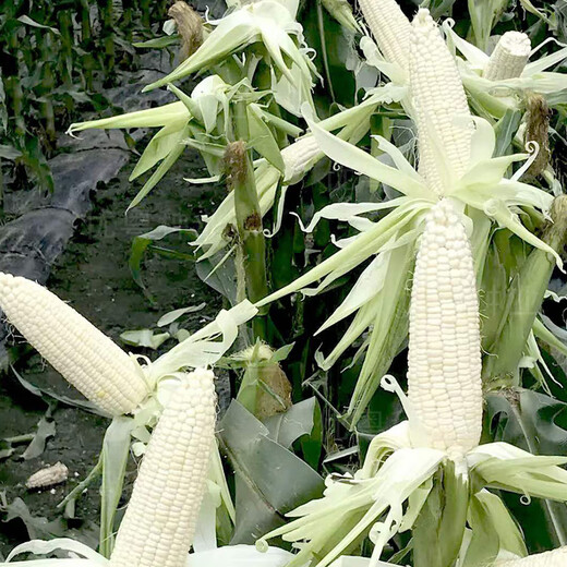Wannong Tiannuo 158 corn seeds, high-yielding fruit corn seeds for all seasons, sweet, soft and sticky corn seeds, Guangliangtian No. 27 sweet corn original 400g