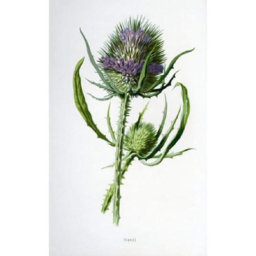 The Language of Flowers: Secrets of Flowers and Plants in British Classical Prints