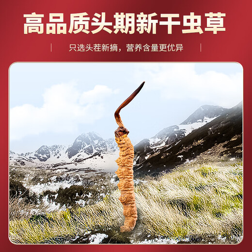 Tongfu Cordyceps sinensis 2 Wurzeln/g 50g etwa 100 Wurzeln Geschenkboxen, nahrhafte Nahrungsergänzungsmittel, Geschenke für Älteste