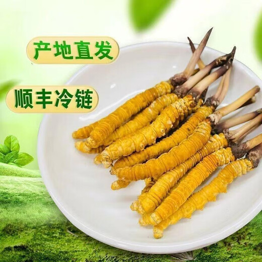2025 Cordyceps frais Sinensis Time supérieur sélectionné Cordyceps frais SF Express Chaîne froide Origine droite CHEAUX GRANDE GROUPE FRÈS. Chaque cordyceps frais du Tibet a 0,6 gramme de 30 morceaux de 30 pièces