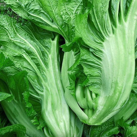 Sichuan Kuanbang green vegetable seeds, pickled pickles, sauerkraut, pickles, medium-ripe large-leaf autumn vegetable seeds, hot product impulse, Kuanbang green vegetable seeds, new this year, RNG9 original factory, 5 packs, about 5,000 grains
