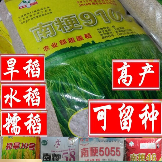 旱稻种子糯稻水稻种子南粳9108郑旱10号珍珠香米常规可以留谷种籽 [水稻种子]金香玉686一斤