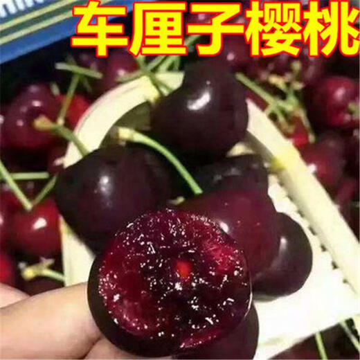 Cherry seeds cherry fruit seeds super sweet courtyard balcony potted cherry seeds cherries four seasons 30 cherries seeds