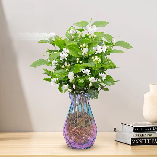 中梦茉莉花水培植物盆栽办公室内桌面懒人鲜花绿植九里香水养花卉 单发植物【茉莉花】10-12棵