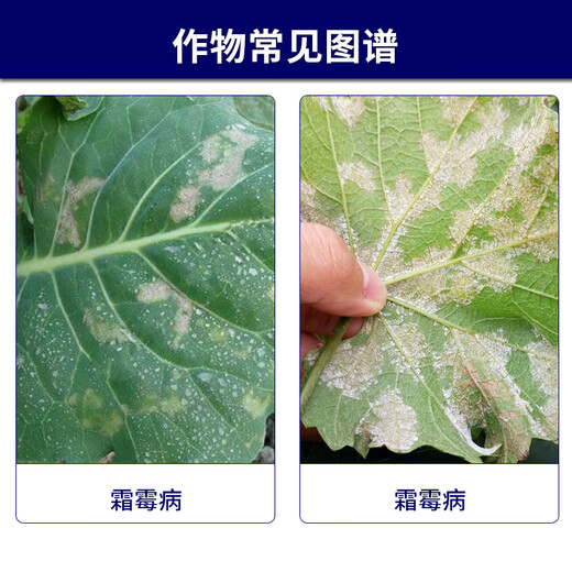Syngenta Wingselect 60% Pyraclostrobin Daisenlian Cucumber and Broccoli Downy Mildew Pesticide and Fungicide 1KG*1 Bag