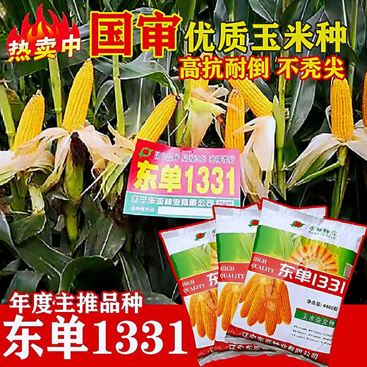 Original stable yield and disease-resistant Dongdan 1331 corn seeds East Asian small steel cannon corn seeds five countries approved corn original factory bag quality Dongdan 1331 Dongdan 1331 4400 grains x5 bags - standard 5 acres of land