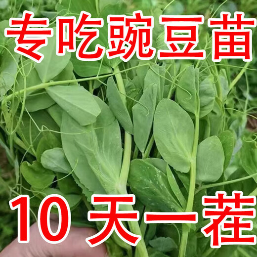 Graines de pois fushunde, graines de pointe de pois frais, graines de graines vertes printemps et automne, plantes en pot au balcon, graines de graines de pois spéciales [une pendant dix jours] # * 15932 Seeds d'origine améliorés ::: 2