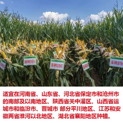North China corn seed Yudan 808 corn seed high yield big cob corn seed with uniform ear length red shaft dent corn Yudan 808 (about 4400 grains about 3Jin Jin equals 0.5kg) North China planting