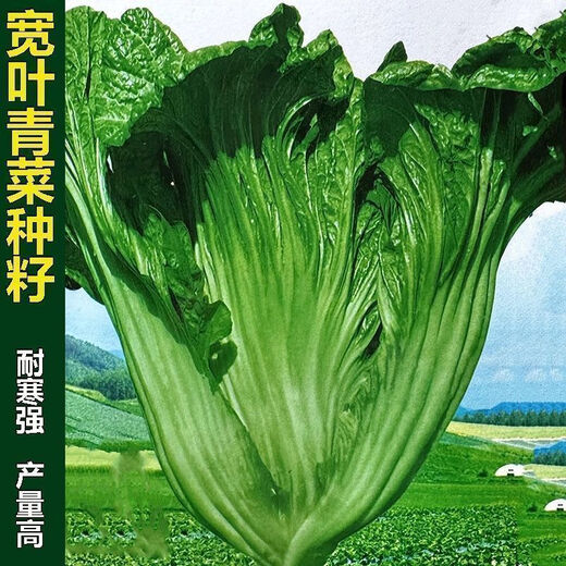 Sichuan Kuanbang green vegetable seeds, pickled pickles, sauerkraut, pickles, medium-ripe large-leaf autumn vegetable seeds, hot product impulse, Kuanbang green vegetable seeds, new this year, RNG9 original factory, 5 packs, about 5,000 grains
