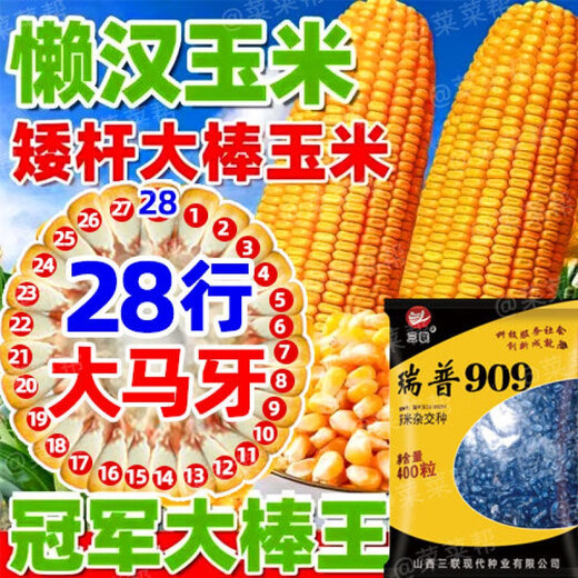 Nationally approved Rip 909 red shaft big cob corn seed, high yield, short stem, lodging resistance, disease resistance, drought resistance, wholesale corn, 4400 grains per acre, Song high yield seed dressing, improved version Rip 909 guaranteed