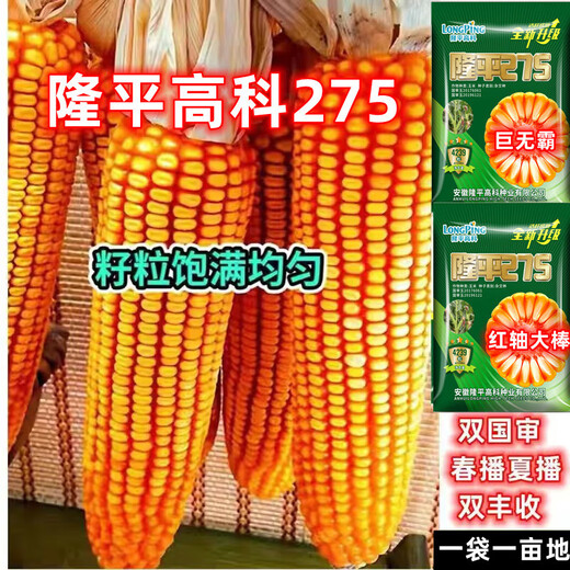 批发国审稳产玉米种子四季红轴大棒抗倒抗锈病马齿粒 巨无霸双棒王【隆平275】 巨无霸【一袋3.4斤】+稳产技术