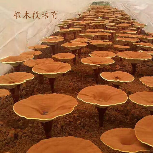 
Ludian Organic Ganoderma lucidum spore powder high-quality organic physical wall-breaking easy-to-absorb nutritional nourishing bottle 10 bags/box one box